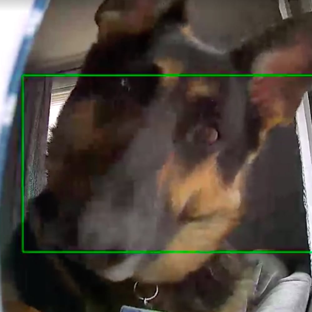 dog and security camera
