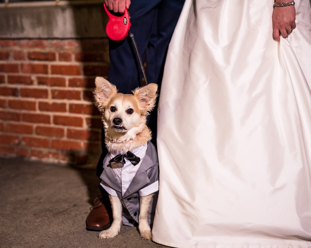 Dogs in Weddings