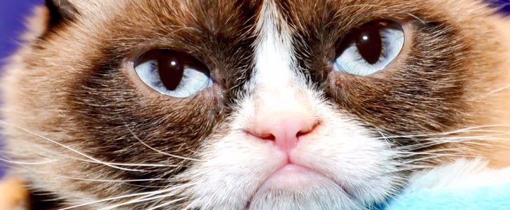 Most Famous Cats on Twitter