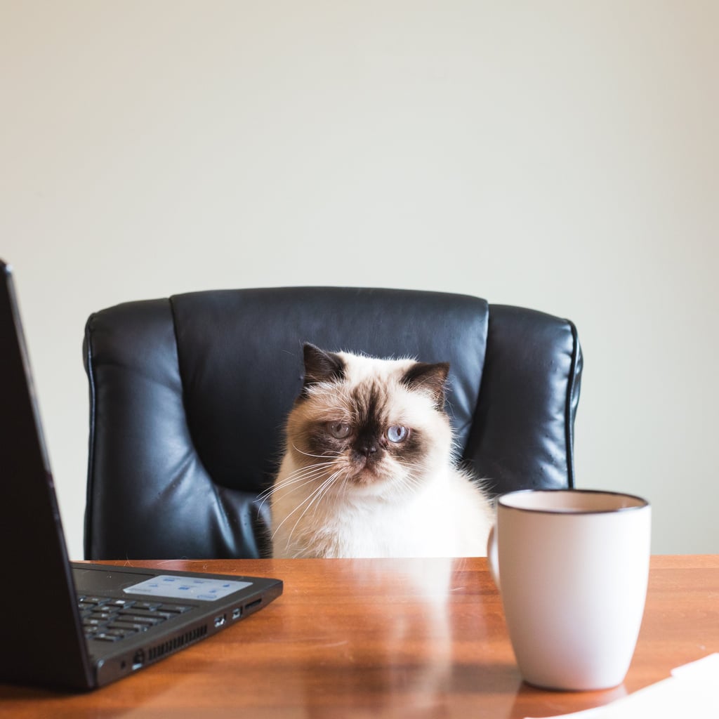 Funny Photos of Evil Cats  POPSUGAR Pets