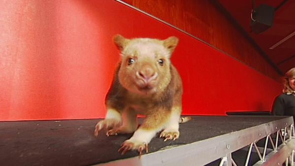 Orphaned Tree Kangaroo Saved by Wallaby