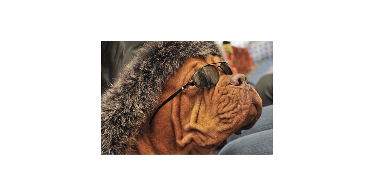 Fetch Club In Nyc A Nightclub For Dogs Popsugar Pets