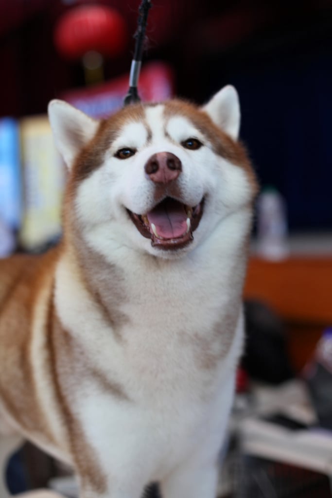 Cute Pictures of Huskies