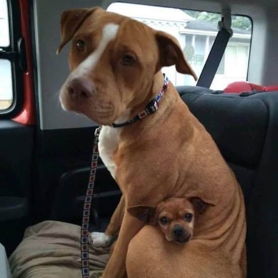 Pit Bull and Chihuahua Adopted Together