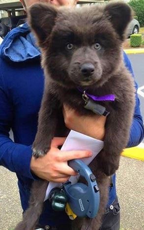 A bear