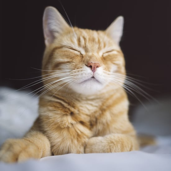 Is It Normal For Cats to Shed Their Whiskers?