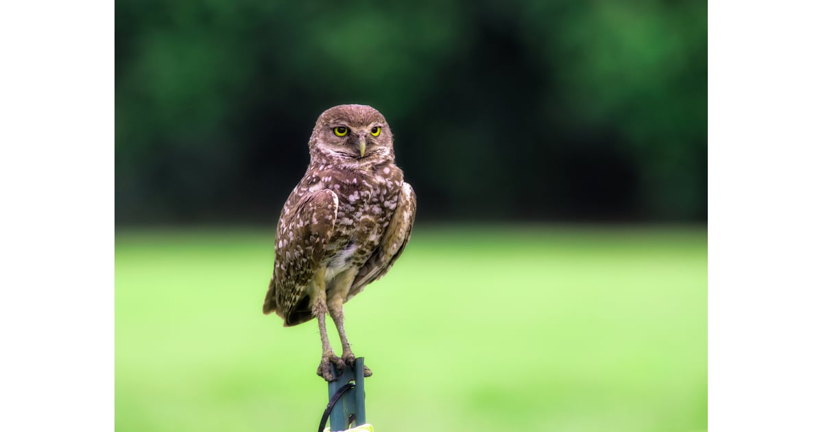 And Then There's the Owl Theory The Staircase Murder Theories