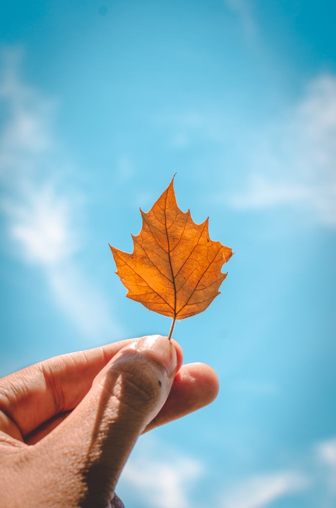Fall Background: Baby Leaf iPhone Wallpaper