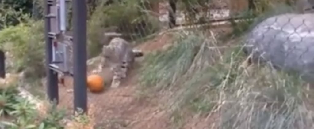 Snow Leopard Playing With a Pumpkin | Video