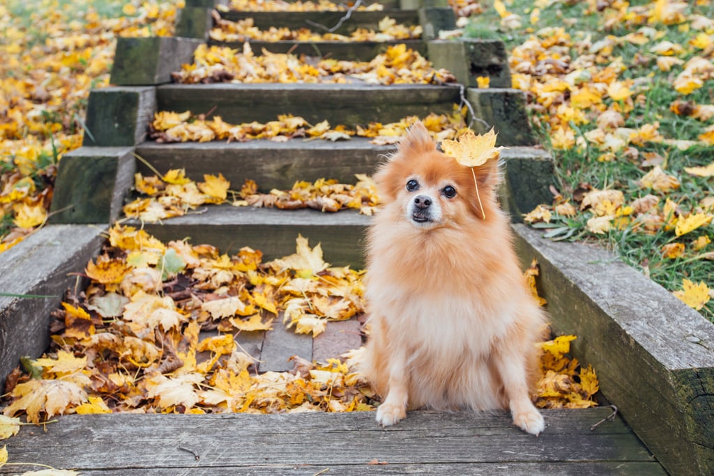 Cute Pomeranian Pictures