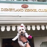 Bring Your With Disneyland There's