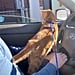TikTok Video of Cat Going to a Starbucks Drive-Through