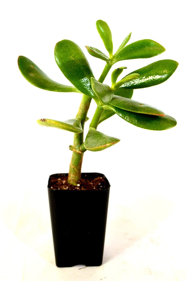 Jade Plant Best Office Desk Plants POPSUGAR Home Photo 34