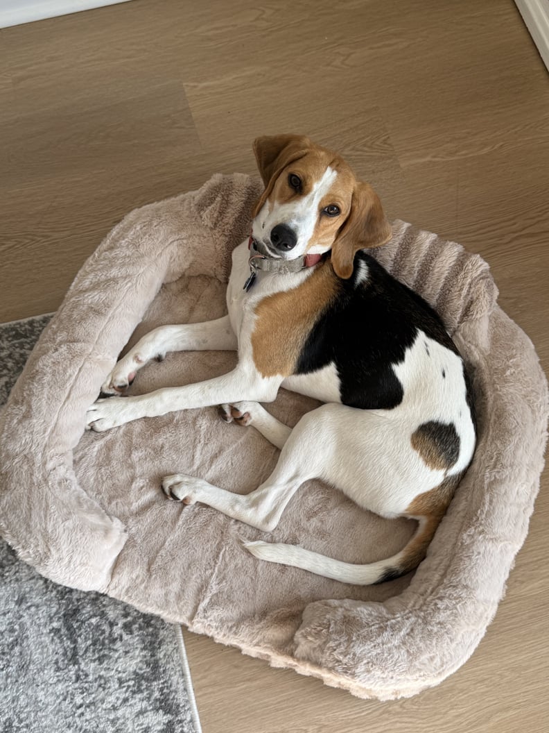 Best Couch-Style Dog Bed