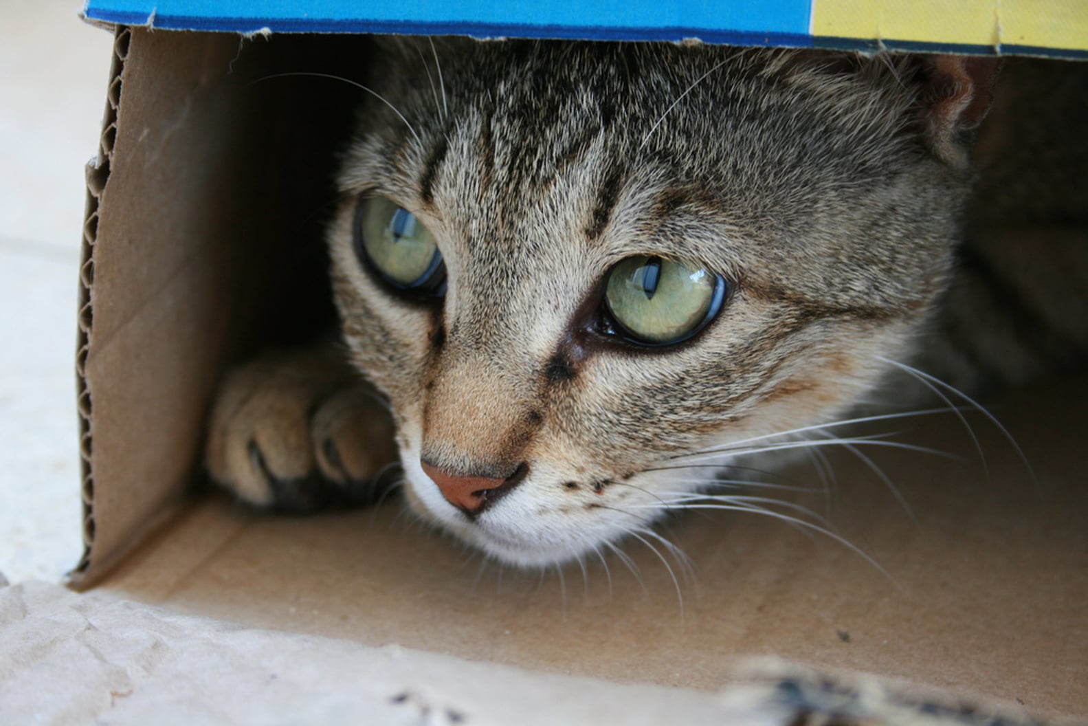 Cats in Cardboard Boxes POPSUGAR Pets