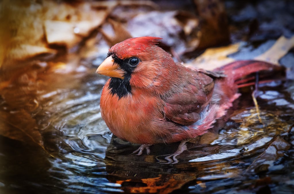 This cardinal who prefers nice, long baths to quick showers.