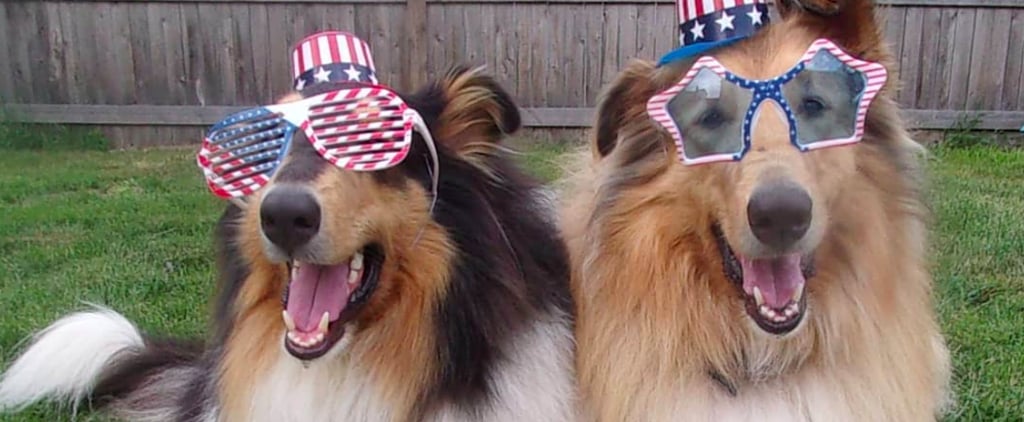 Photos of Cute Dogs and Puppies in July 4th Costumes
