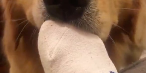 This Golden Retriever Slowly Stealing a Sock Off Its Human Is the Greatest Display of Dog Patience I’ve Ever Seen