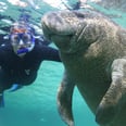 7 Best Destinations to Swim With Exotic Animals