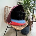 I Got My Cat This Chic Canopy Bed, and Now He's Napping in Style