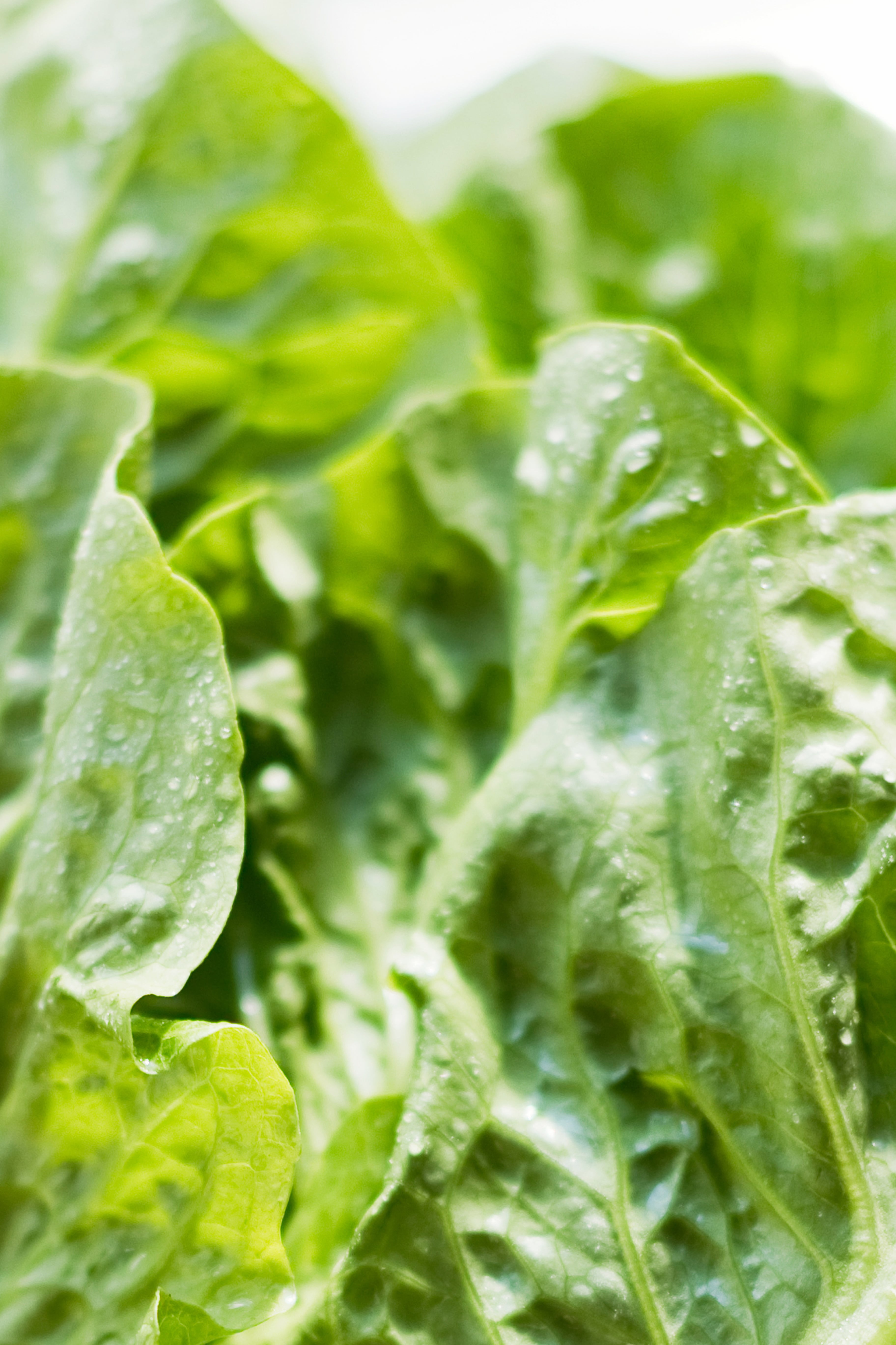Does Drinking Lettuce Water Really Help You Fall Asleep Faster? An Expert Explains