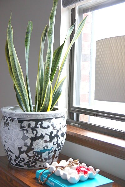 snake plant sunlight