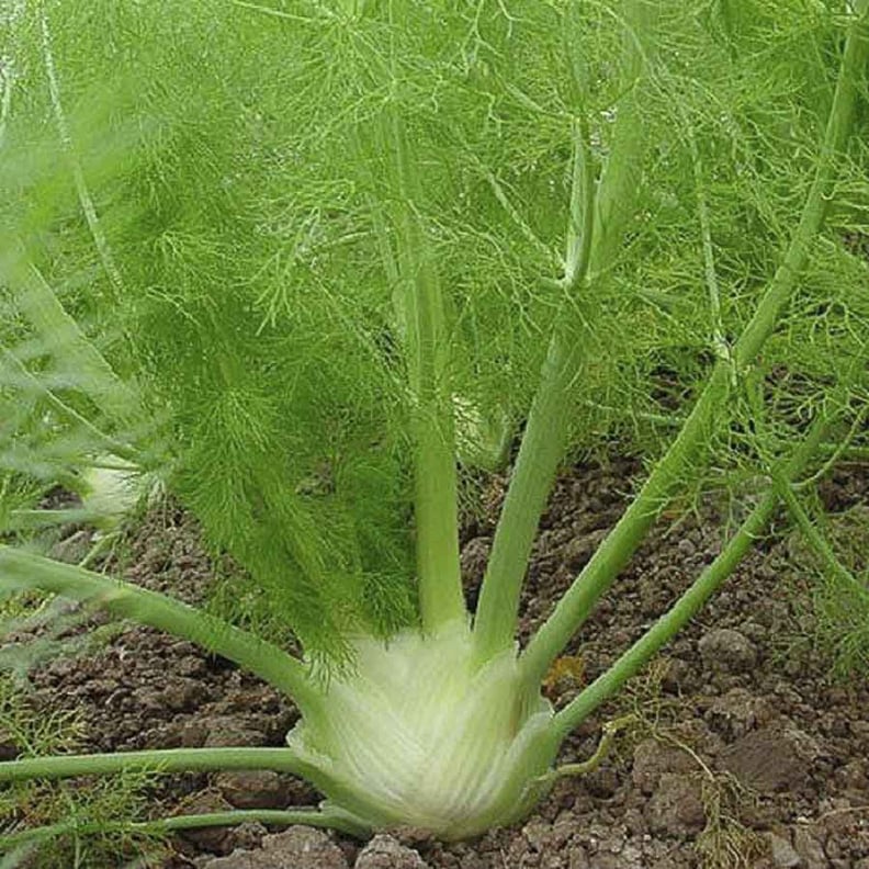 Fennel