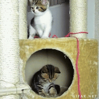 Best Animal GIFs of 2014