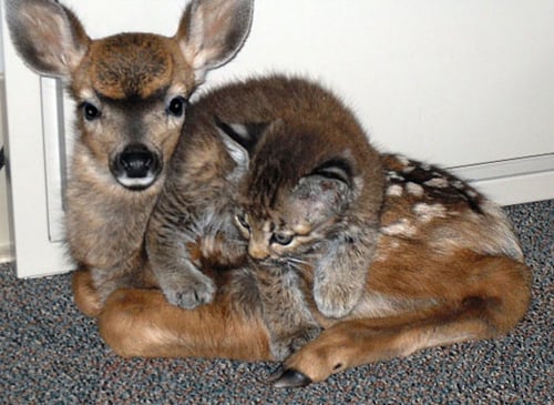 This fawn and kitten are such close friends, it's hard to tell where one ends and the other begins.
Source: Flickr user thomasslavin