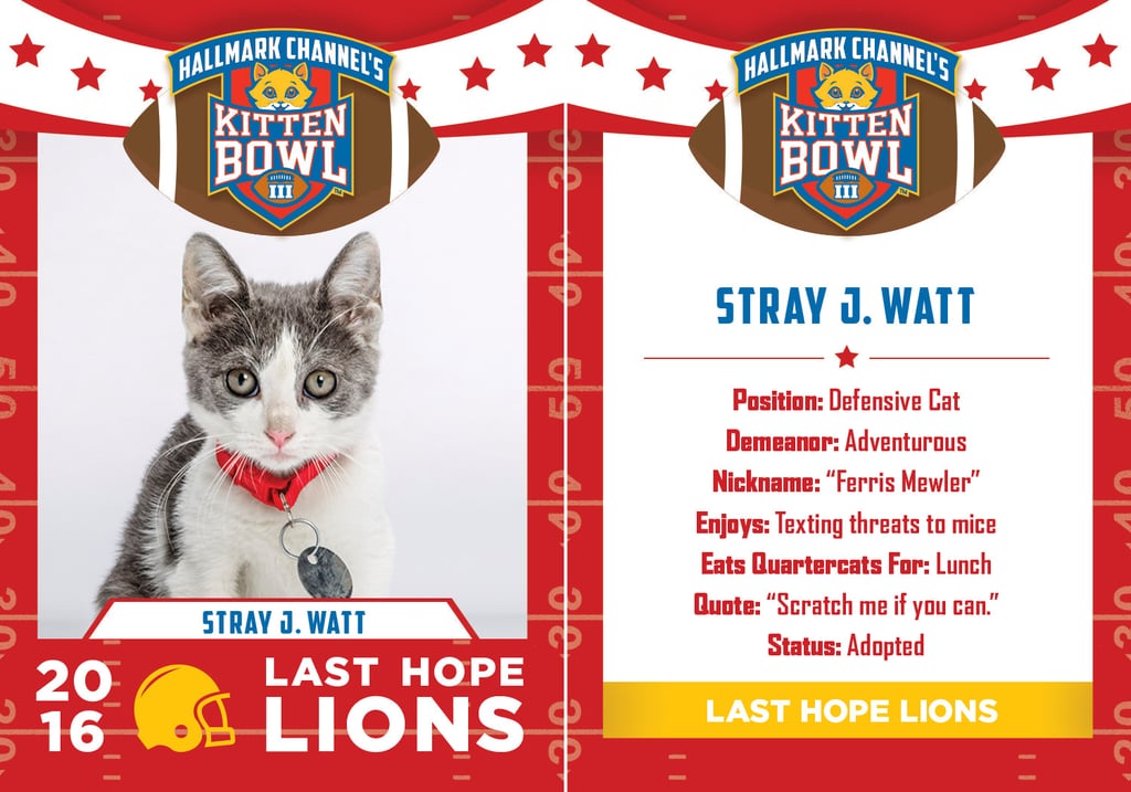 Kitten Bowl 2016