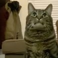 This Cat's This or That Challenge Video Hilariously Sums Up the Life of a Feline