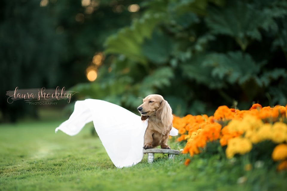 Dachshund Maternity Shoot