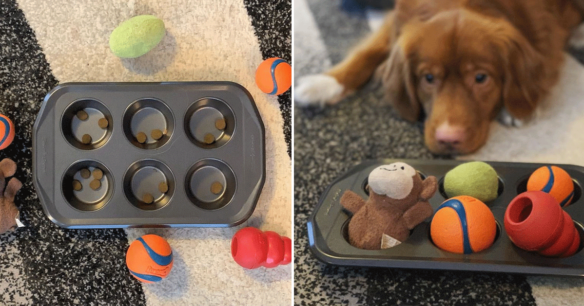 Please wait  Brain games for dogs, Diy dog toys, Dog games