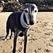 Dog-Lovers Walk With Senior Dog Before He Dies