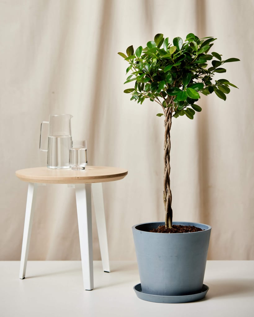 Something Garden-Inspired: Bloomscape Potted Ficus Danielle Indoor Plant