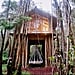 Tree House in Hawaii
