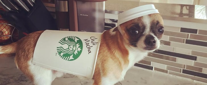 DIY Halloween Costumes For Dogs