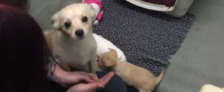 Dog Reunited With Puppies | Video