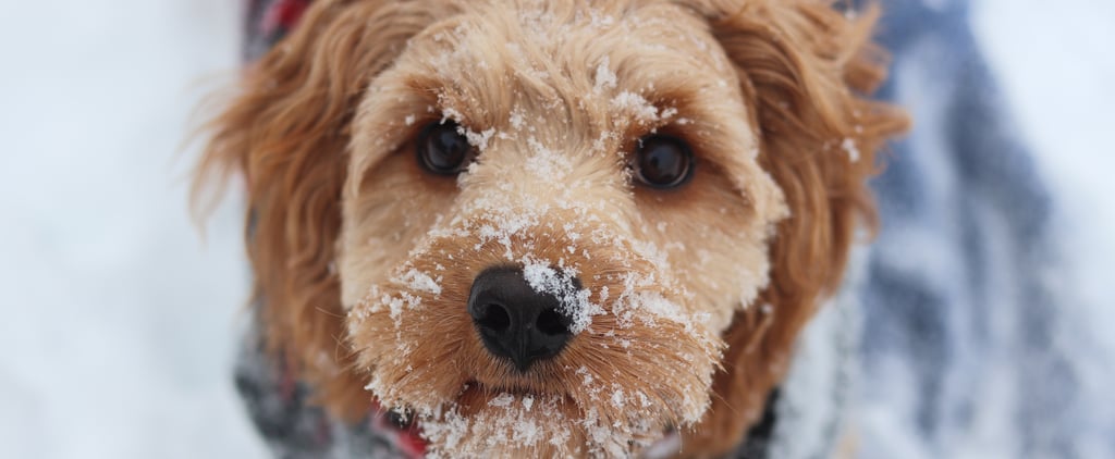 How Can I Tell If My Dog Is Cold?