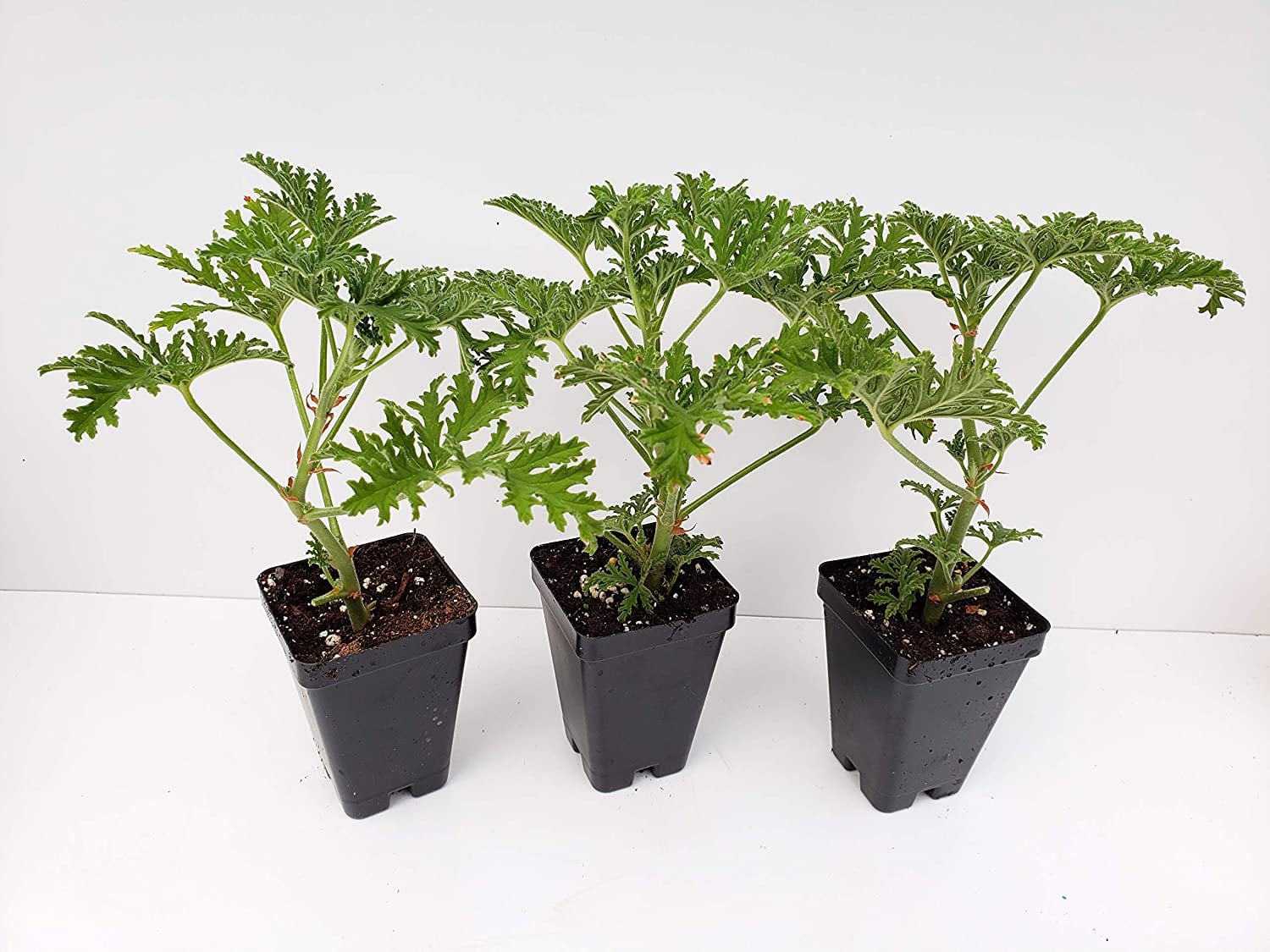 Mosquito Repelling Plants Popsugar Home