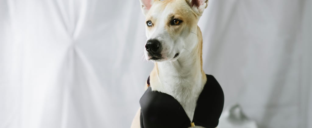 Bra For Dogs