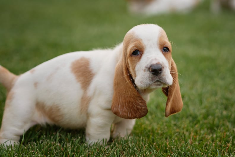 Your Puppy Can Be Potty Trained in Weeks