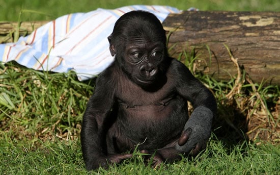 Sugar Shout Out Meet Hasani The Sf Zoo S New Baby