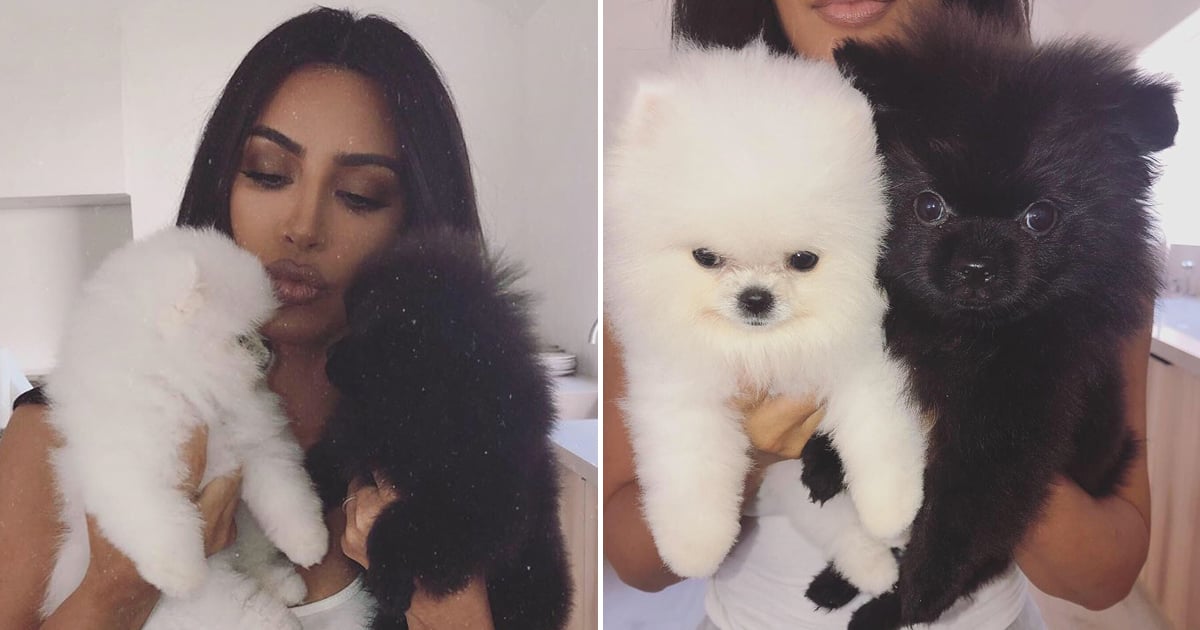 Kim kardashian pomeranian breeder 2025