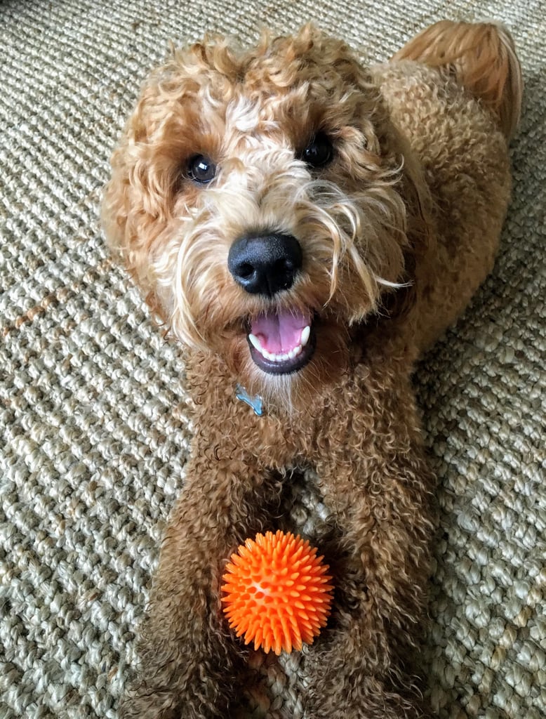 Cute Pictures of Goldendoodles