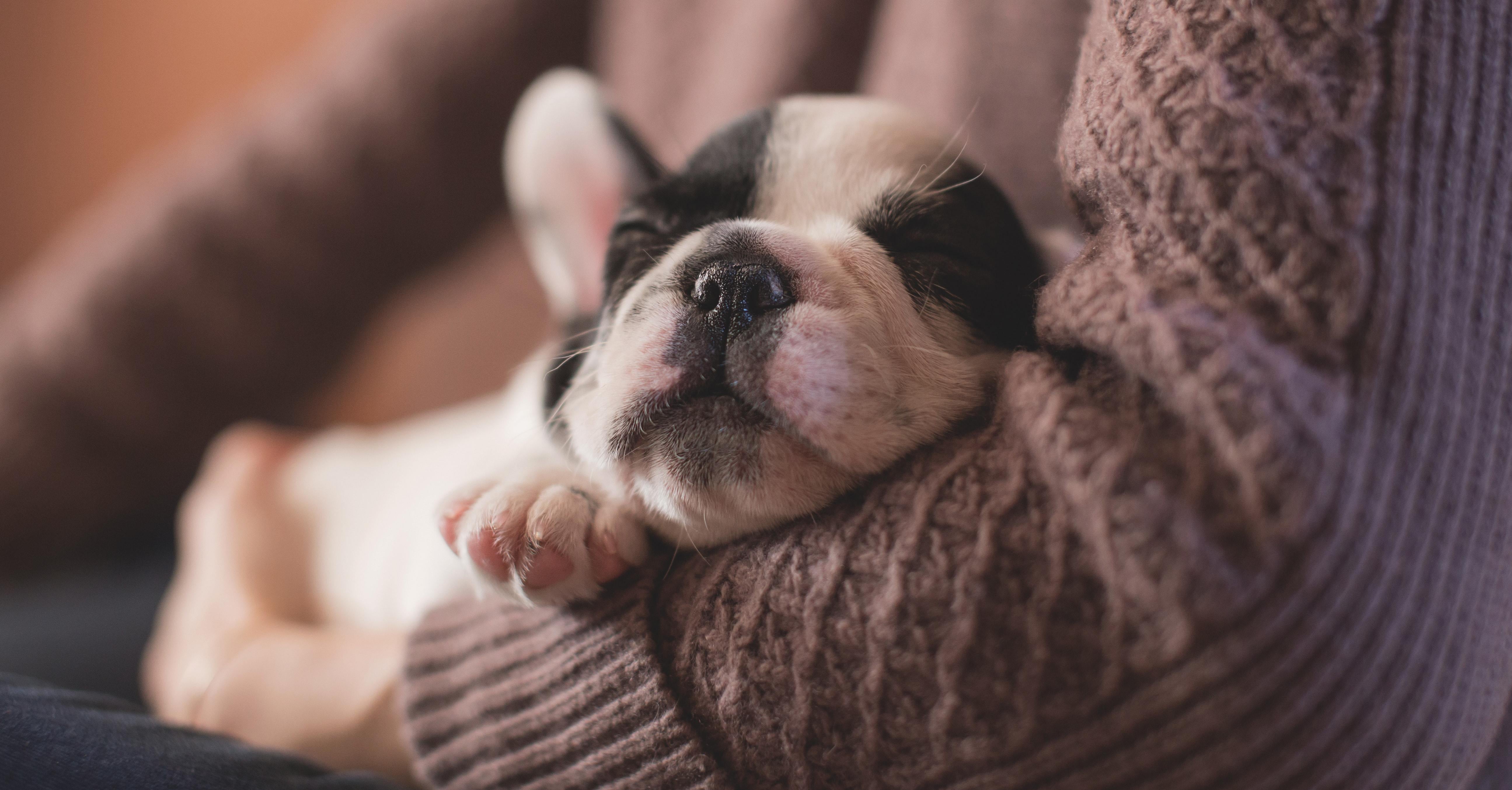 Getting a puppy with a baby 2025
