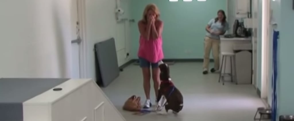 Paralyzed Dog Walks Again After Surgery