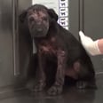 This Puppy's Rescue Story Will Restore Your Faith in Humanity