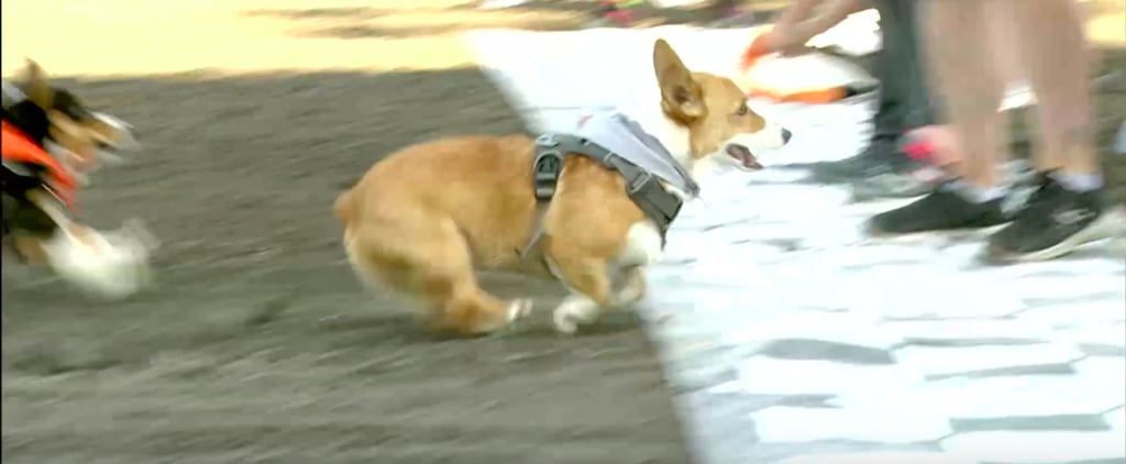 Corgi Racing Video