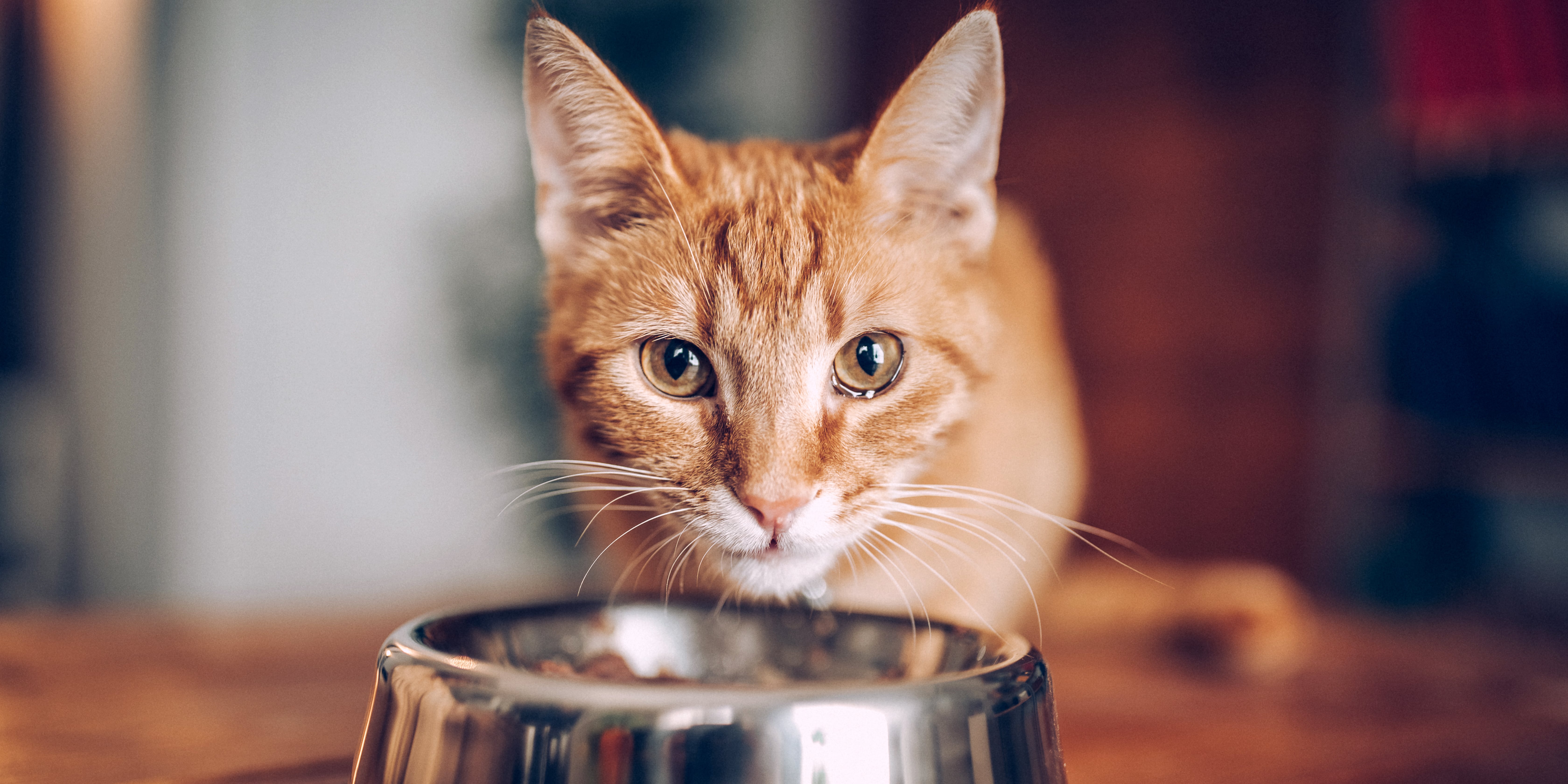 Is shrimp discount bad for cats